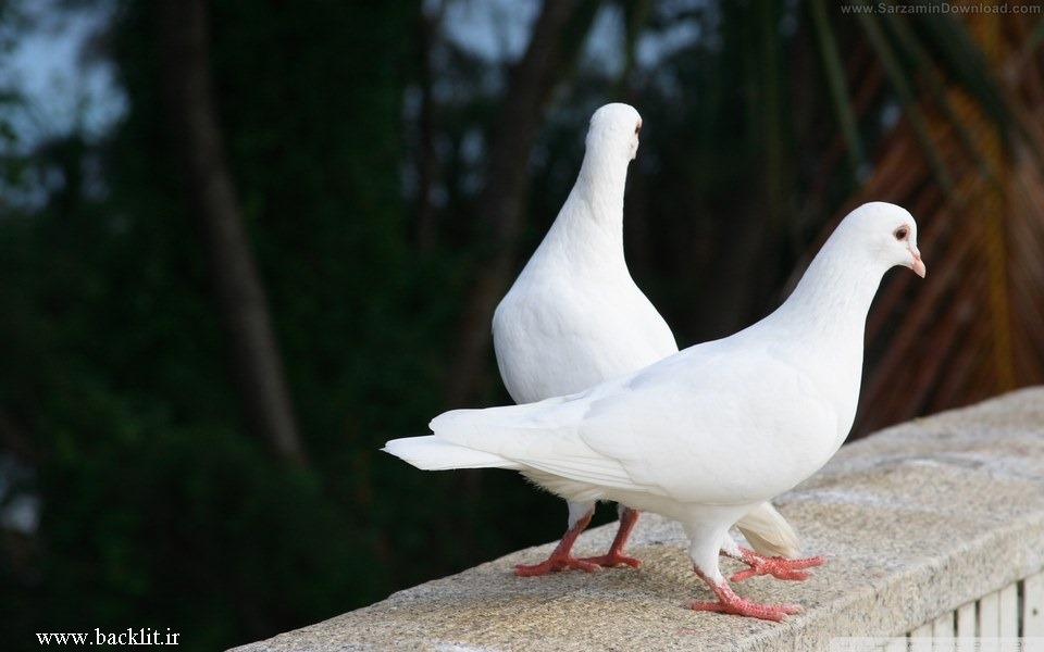 7952